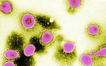 Újabb megbetegedés Franciaországban a tavaly felfedezett koronavírustól