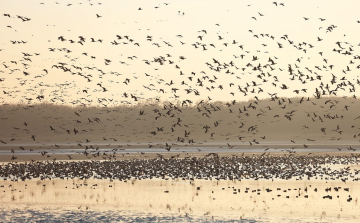 Szombaton rendezik meg a 25. Tatai Vadlúd Sokadalmat
