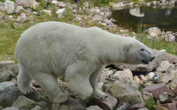 Agyonlőttek egy jegesmedvét egy québeci településen